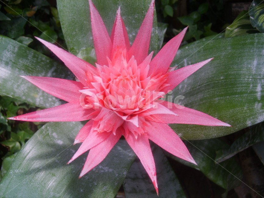 꽃,선인장,뾰족한꽃,붉은색,빨강,red,flower,cactus,식물,자연,plants,nature,꽃,flower