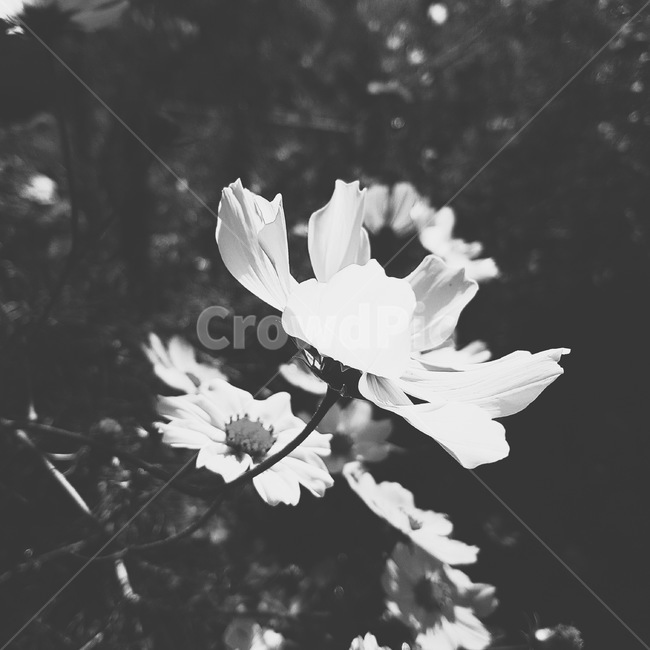 잎,leaf,식물,꽃,흑백,식물,자연,plants,nature,꽃,flower,흑백,모노톤,monochrome,black and white