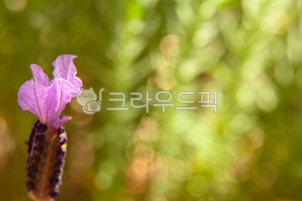 purple flower,petal,Hessal,garden,lavender,flower