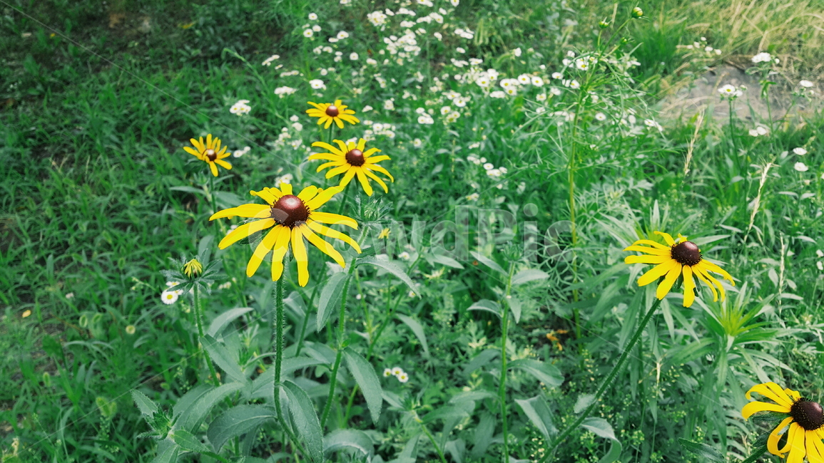 꽃,자연,식물,여름,노란꽃,yellow,flower,plant,nature,감성사진