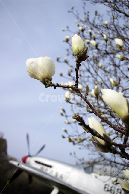 목련,목련나무,나무,꽃,꽃봉오리,봄,봄날,봄풍경,감성,spring,flower,하얀,흰색,white,봄,계절,spring,season,식물,자연,plants,nature,꽃,flower