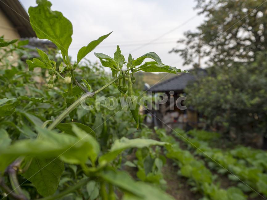창녕,changnyeong,이방,이방면,장천리,시골,country,밭,고추밭,식물,자연,plants,nature