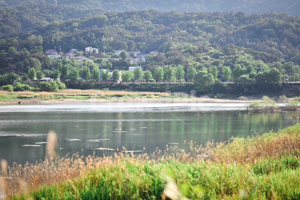 대전,추동,생태공원,대청호,습지,갈대,마을,풍경,사진,자연,풍경,nature,landscape,한국자연풍경,한국자연경관,korea nature landscape,tree,나무,plant,식물,water,물,outdoors,옥외,land,땅,abies,아비,fir,전나무