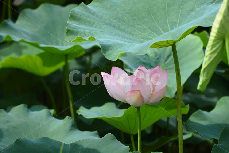 연,연꽃,수련,연잎,식물,자연,분홍,식물,자연,plants,nature,꽃,flower