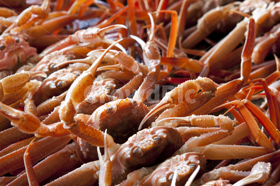 대게,영덕대게,게,crab,food,음식,붉은대게,해양생물,seafood,해물,갑각류,음식,식재료,요리,food,cook,meal,dishes,food reserves,수산물,해산물,fishery products,seafood