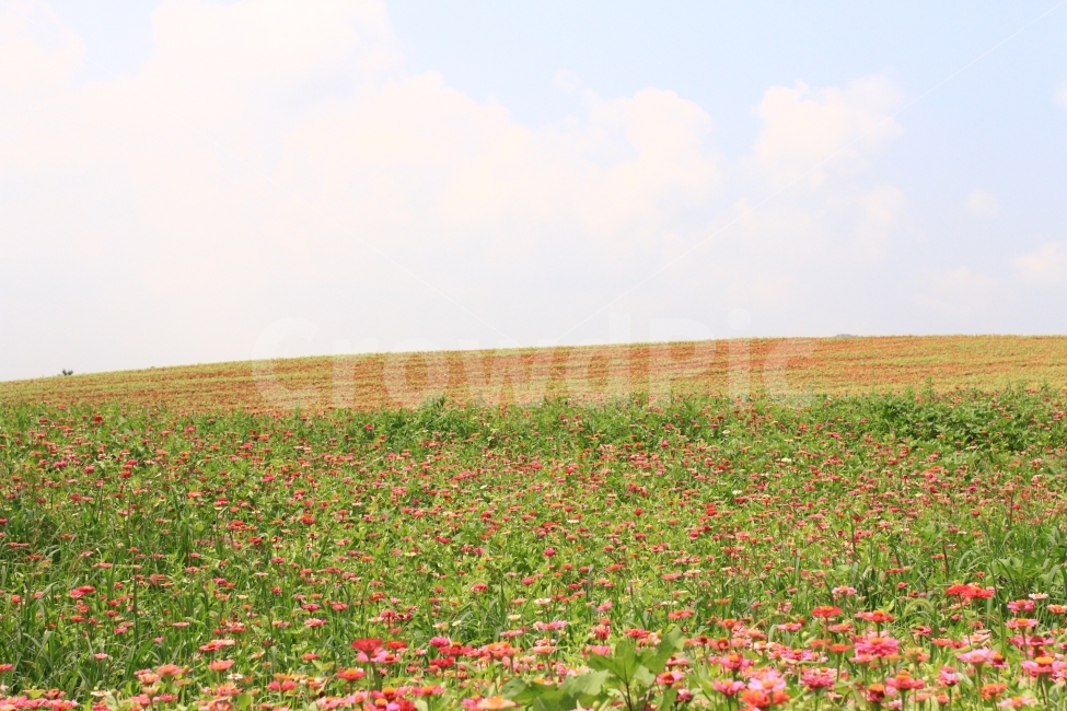 대한민국,고창,천일홍,꽃,여름,꽃밭,가든,여행,자연,풍경,nature,landscape,여름,계절,summer,season,field,들,plant,식물