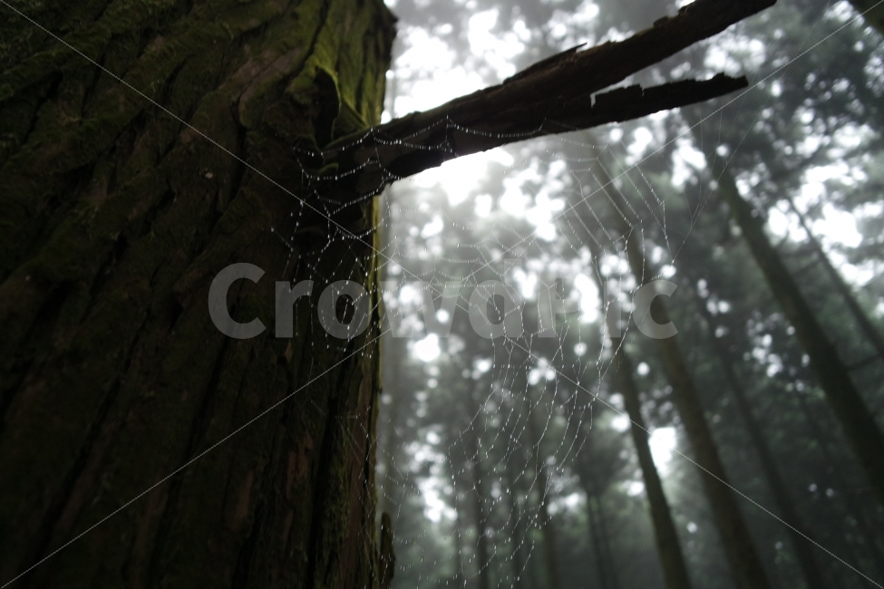 거미줄,사려니숲,비,나무,거미,안개,제주,식물,자연,plants,nature,나무,trees,wood,감성,sensible,feeling,휴식,힐링,rest,relaxation,healing