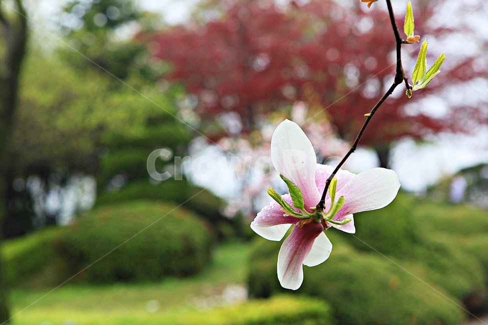 목련,꽃,봄꽃,자연,배경,봄,계절,spring,season,식물,자연,plants,nature,꽃,flower,plant,geranium,제라늄,blossom