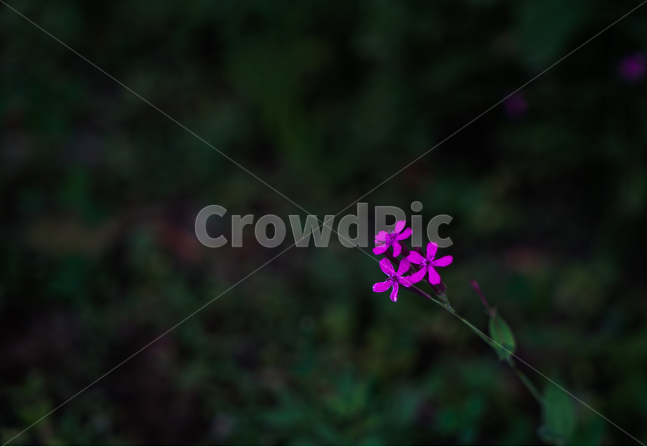 꽃,야생화,들꽃,고원,길옆,자연,식물,자연,plants,nature,꽃,flower