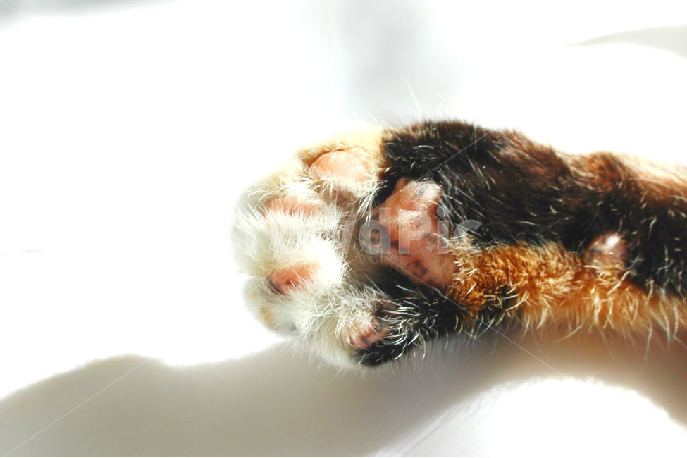 감성사진,고양이,반려동물,동물,감성,cat,반려묘,성묘,냥,animals,솜방망이,동물,animal,포유류,mammal,고양이,cat,kitten,kitty
