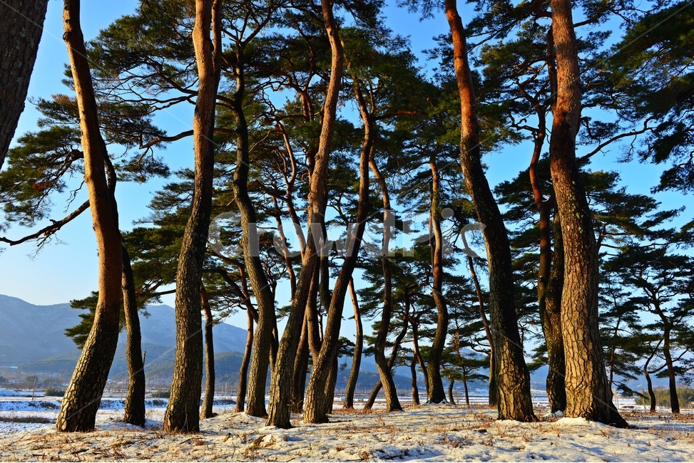 보성,웅치소나무설경,웅치소나무,솔밭,설경,겨울,계절,자연,경치,경관,풍경,plant,식물,treetrunk,나무줄기,tree,나무