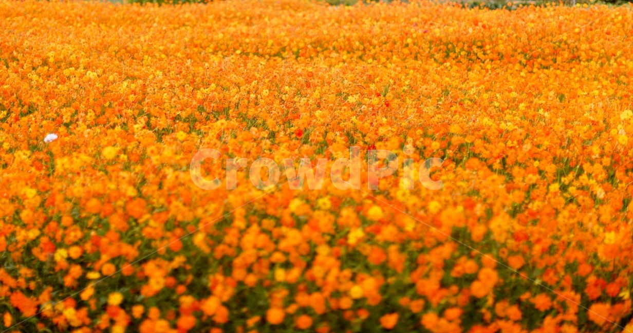 감성사진,꽃,황하코스모스,꽃밭,이쁨,가을,계절,fall,autumn,season,자연,풍경,nature,landscape,식물,plants,꽃,flower,plant