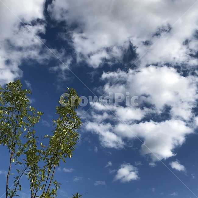 하늘,구름,나무,푸른하늘,픙경,색감예쁜하늘,자연,풍경,nature,landscape,weather,날씨,outdoors,옥외,cumulus,적운,cloud,sky