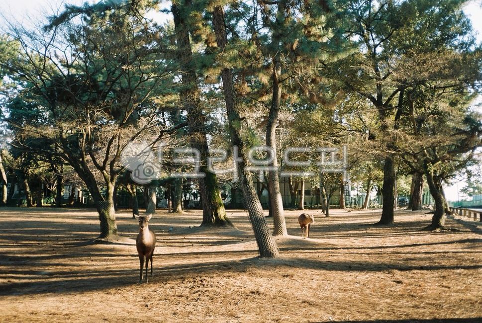 deer,Osaka country,Nara Park,animal,Nara Deer Park