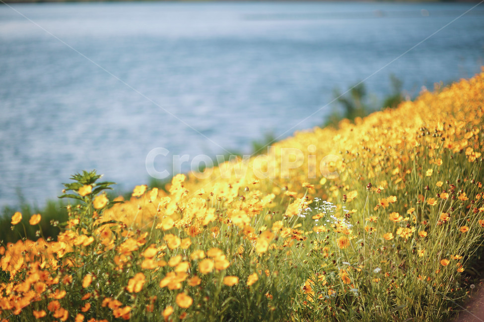 들,자연,꽃,nature,금계국