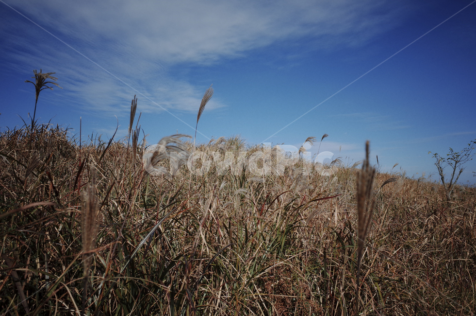 plant,식물,grass,잔디,억새,억새풀,들판,nature,자연,옥외,outdoors,reed,갈대