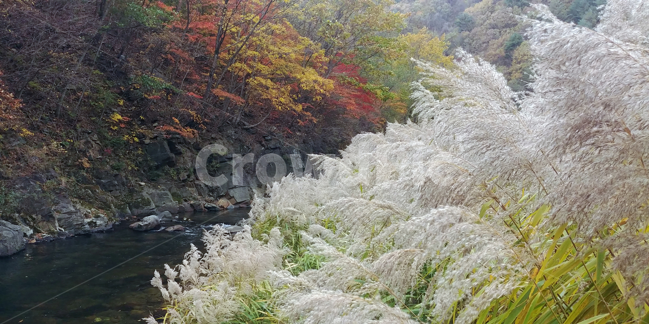 억새,갈대,단풍,가을,시내,물,나무,plant,tree,water,빨간색,노란색,노랑,빨강,울긋불긋