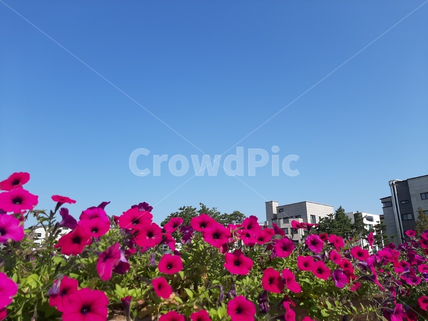 flower,꽃,geranium,제라늄,식물,blossom,plant,분홍꽃,핑크꽃,화창한,자연,식물,자연,plants,nature,꽃,flower