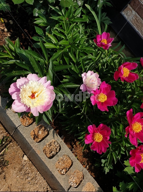목단,목란,작약,꽃,여름
