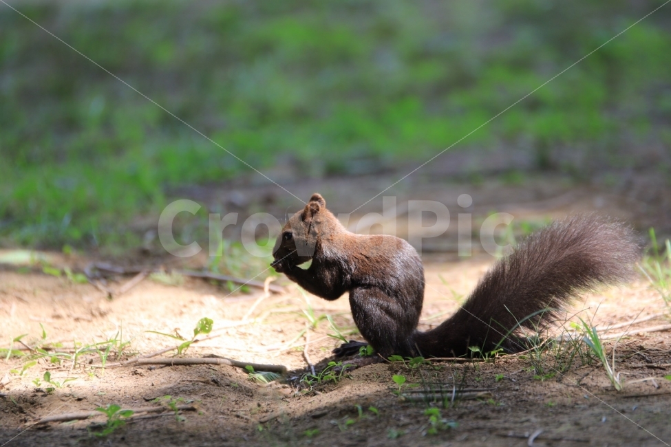 다람쥐,청솔모,동물,자연,남이섬,가평,동물,animal,포유류,mammal