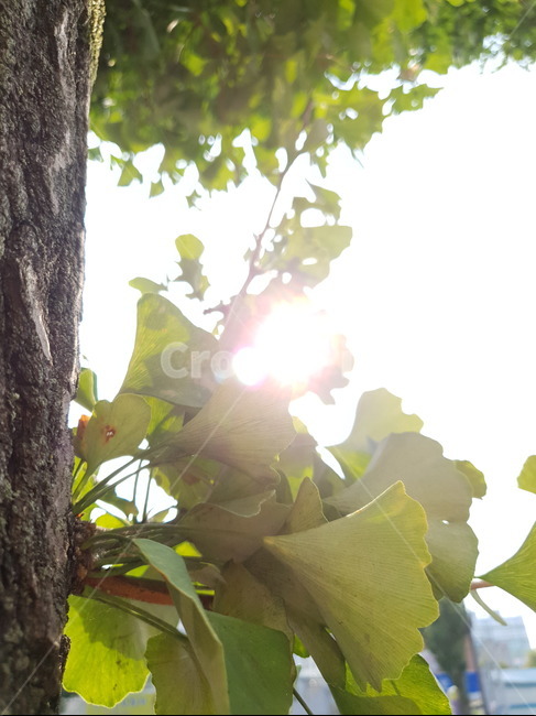 은행나무,가을,은행잎,나뭇잎,잎,leaf,식물,plant,빛,햇빛,light,sunlight,tree,나무,식물,자연,plants,nature