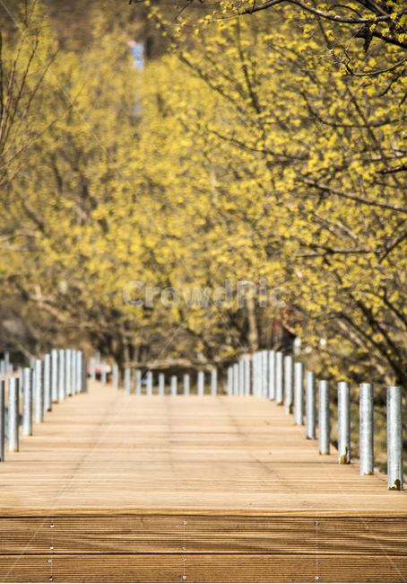 산수유,봄,나들이,배경,계절,꽃,자연,식물,다리,봄,계절,spring,season,자연,풍경,nature,landscape,path,통로,bridge,boardwalk,산책로,building,건물
