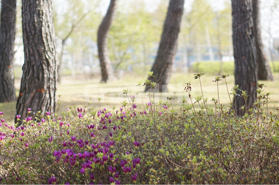 영산홍,소나무,핑크,봄,빛,나무,봄,계절,spring,season,식물,자연,plants,nature,꽃,flower,plant,tree