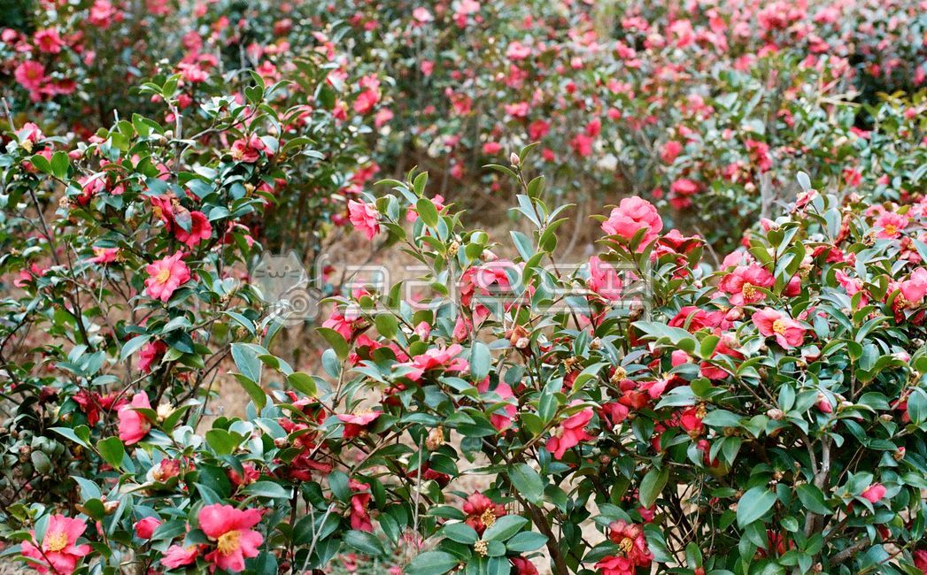 필름사진,plant,식물,꽃,동백꽃,flower,blossom,camelia