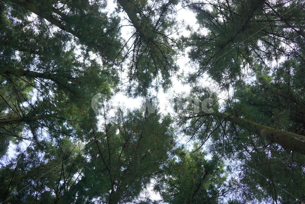 소나무,자연,휴식,nature,날씨