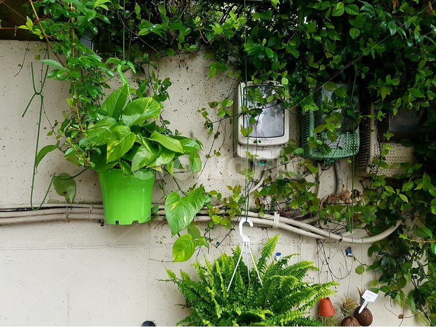 담쟁이,넝쿨,벽,꽃집,초록,식물,자연,plants,nature