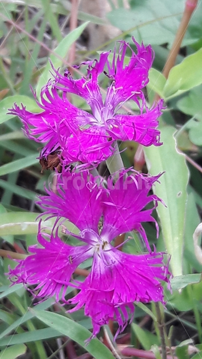 꽃,초록색,자연,배경,분홍,식물,자연,plants,nature,꽃,flower