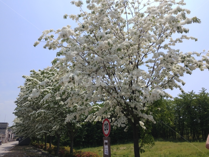 이팝나무,이팝나무꽃,봄나무,조경수,가로수,백색꽃,산책로