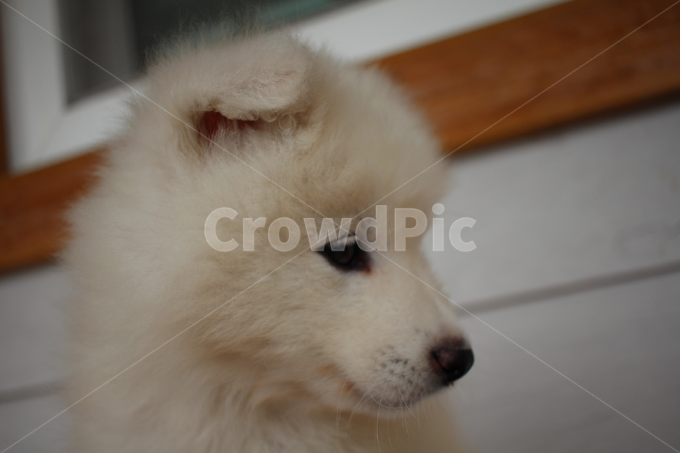 atmosphere,puppy,Heart pounding,cute,samoyed