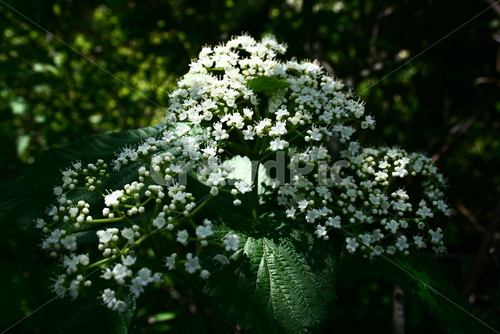 가막살나무,인동과,낙엽관목,약용식물,식물,나무,식물,자연,plants,nature,꽃,flower