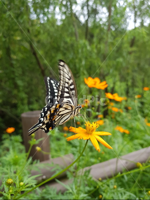 호랑나비,나비,swallowtailbutterfly,butterfly,꽃,동물,animal,곤충,벌레,insect,bug