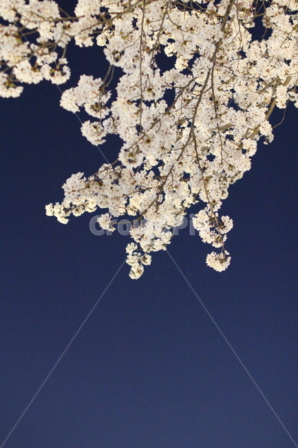 밤,벚꽃,cherryblossom,봄,spring,봄,계절,spring,season,식물,자연,plants,nature,꽃,flower,plant