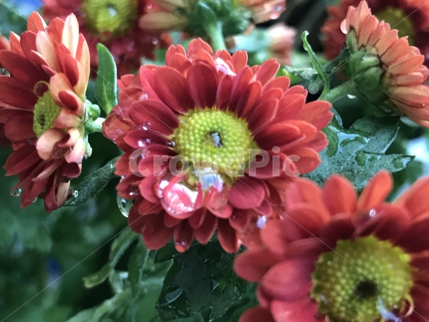 붉은,빨간,국화,물,꽃,식물,자연,plants,nature,꽃,flower