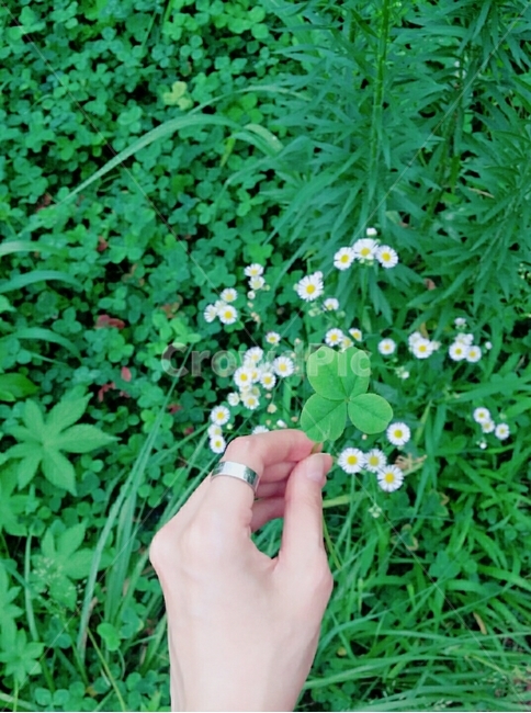 plant,식물,손,행운,네잎크로버,손모델,잔디,공원,꽃,들판,야외,옥외,행복