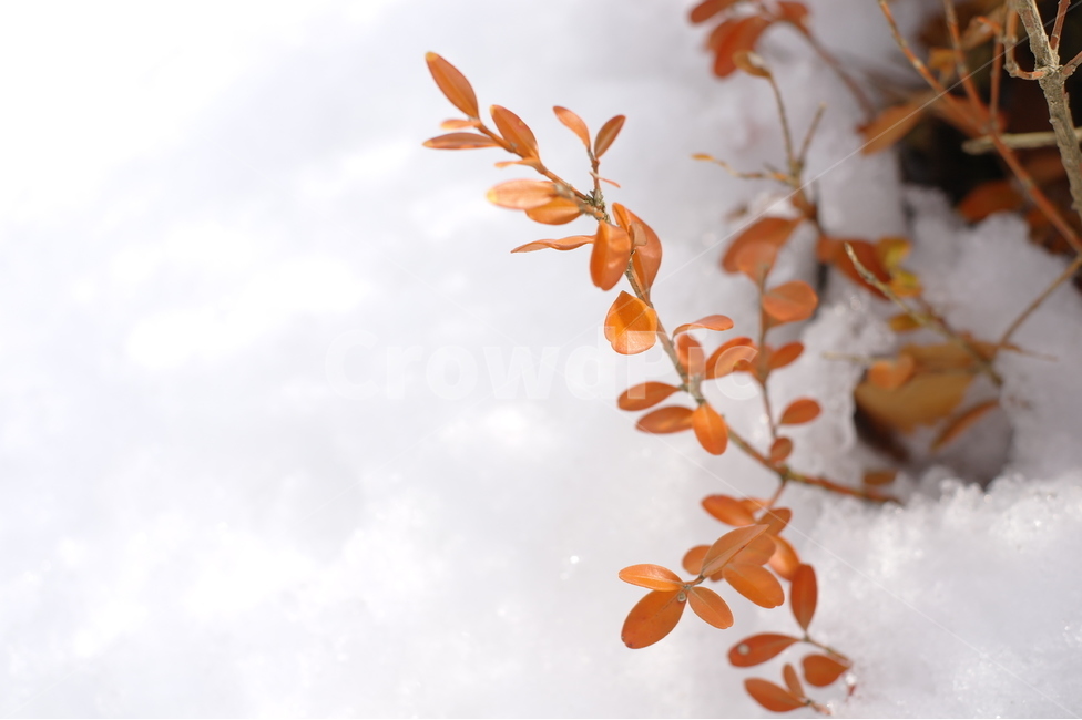 겨울,눈,나무,자연,색감,느낌,단풍,겨울,계절,winter,season,식물,자연,plants,nature