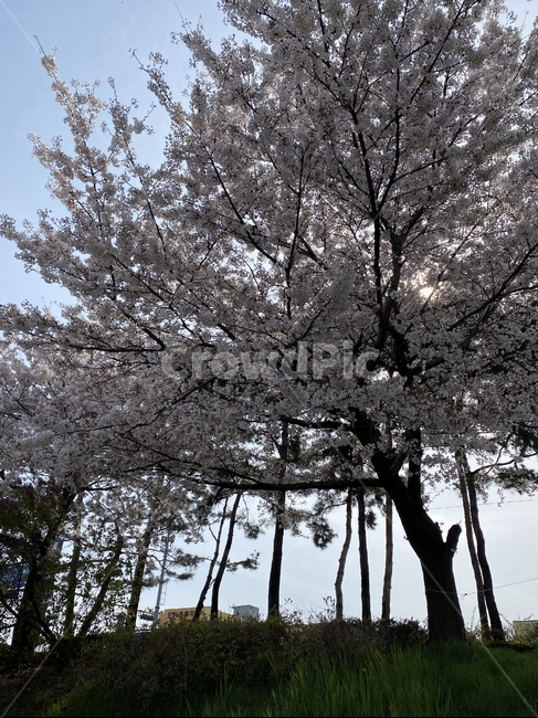벚꽃만개,코로나봄,봄,나무,안양천,서울봄