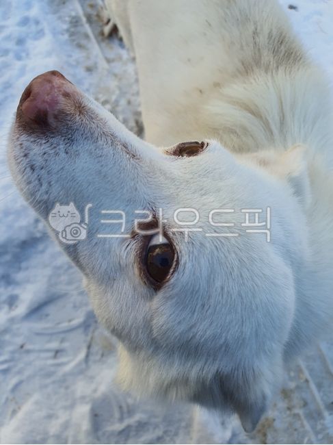 야생동물,eskimodog,에스키모개,pet,애완동물,mammal,포유류,animal,wildlife,bear,개,dog,동물