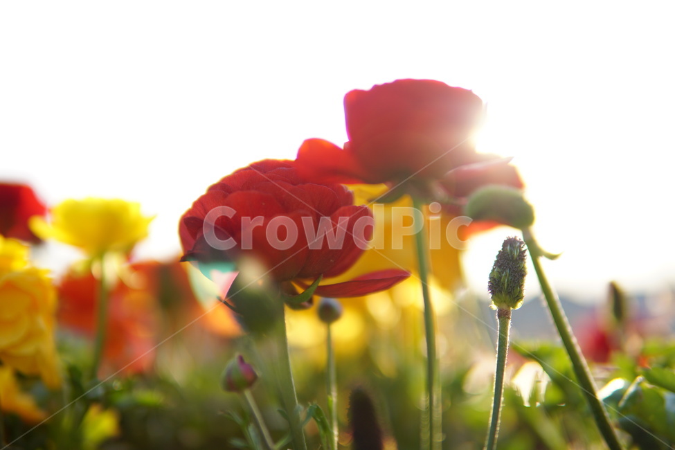 노을,꽃,배경,생화,빨간색,식물,자연,plants,nature,꽃,flower