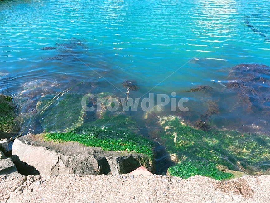 이끼,바다,수초,자연,돌,자연,풍경,nature,landscape,plant,식물,algae,조류