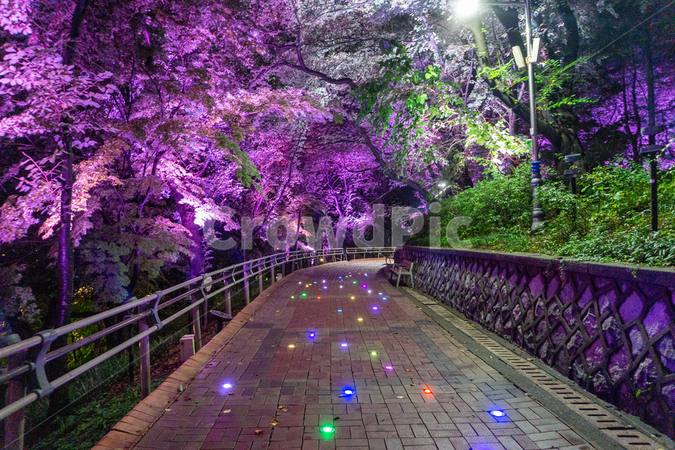 자유공원,인천,야경,산책로,숲길,나무,led,공원,자연,수풀,오솔길,산길,숲,밤,night,가로등,산책,park,길,통행로,거리,보행로,path,way,보도,walkway