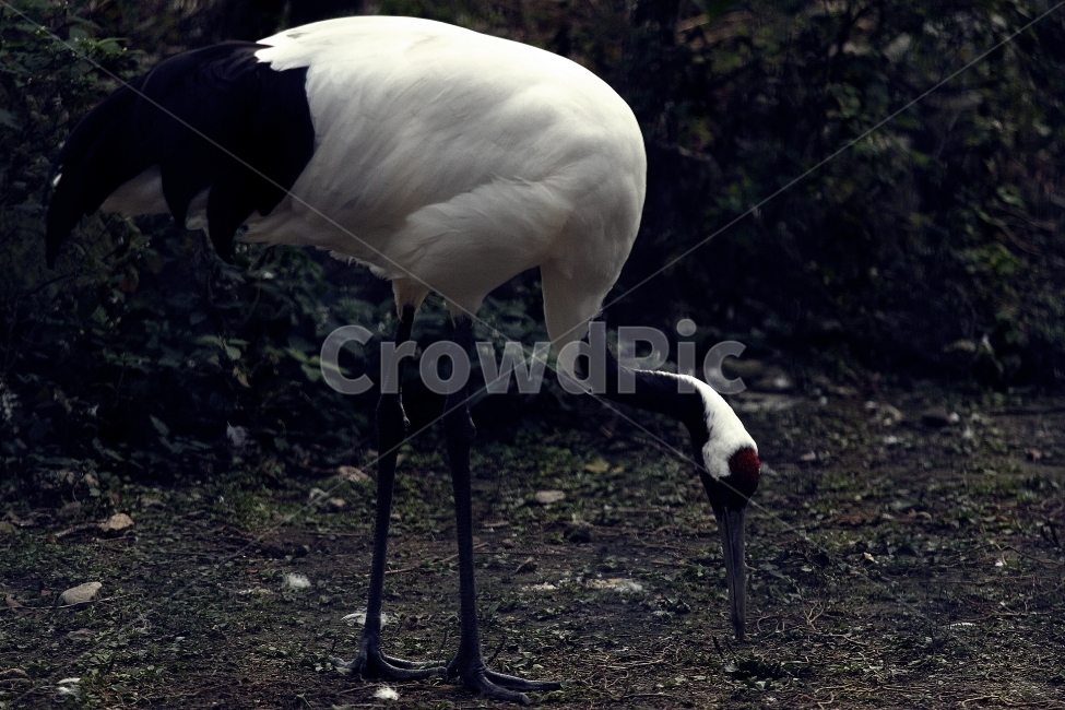 학,선비,새사진,두루미,동물사진,동물원,쓸쓸함,재두루미,동물,animal,조류,새,birds