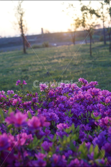 영산홍,일출,봄,꽃,햇빛,붉음,맑음,식물,자연,plants,nature,꽃,flower