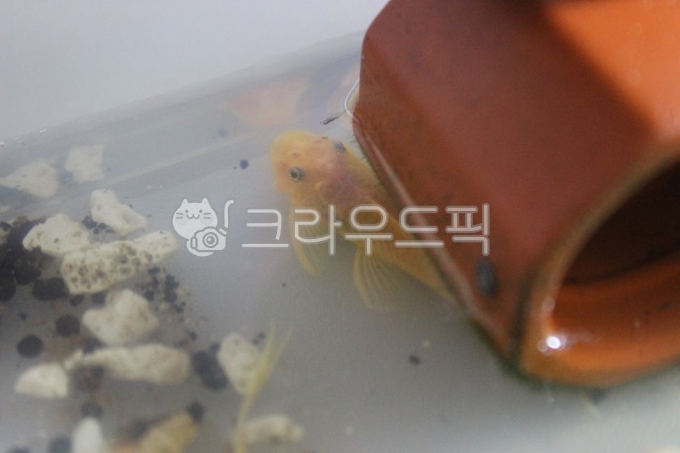 Annecy Short Pin Your,Guppy Your,tropical fish,goofy,fish,water plant,water life,Annecy long pin,Annecy Short Pin,aquarium,Annecy Long Pin Your