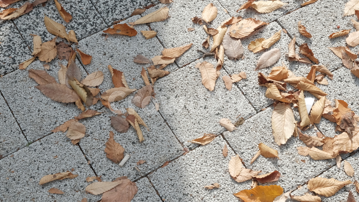 leaf,잎,ground,바닥,fall,fallenleaves,낙엽,가을,가을낙엽,쓸쓸한,가을,계절,fall,autumn,season,식물,자연,plants,nature