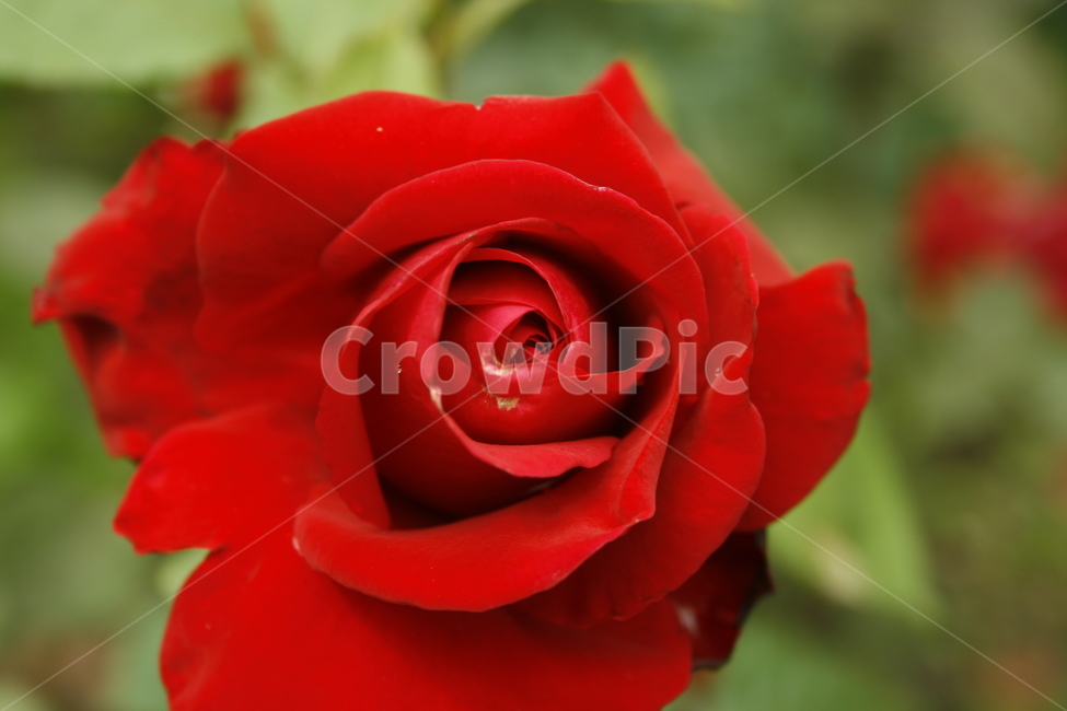 장미,식물,flower,plants,nature,꽃,꽃봉오리,붉은색,레드,식물,자연,plants,nature,꽃,flower