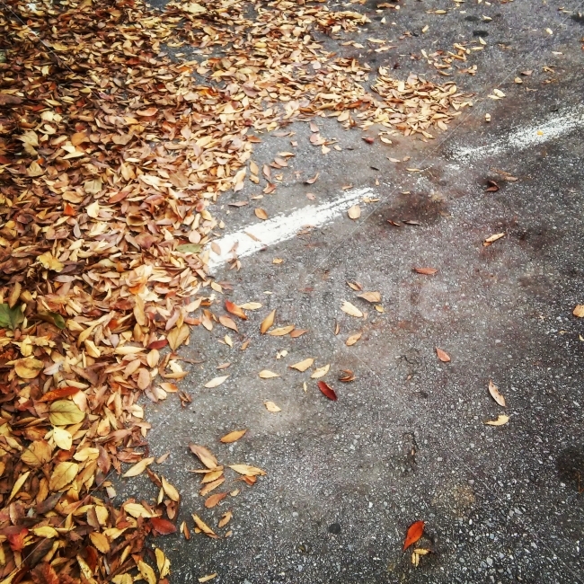 낙엽,주차장,선,햐안색,차,가을,겨울,추움,갈색,fall,흰선,몽환적인,dreamlike,cold,car,winter,deadleaves,fallenleaves,brown,carpark,식물,자연,plants,nature,가을,계절,fall,autumn,season,leaf,잎,plant,ground,바닥,asphalt,아스팔트